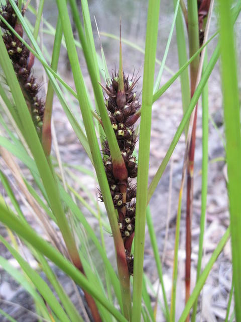 Gahnia aspera inflorescence