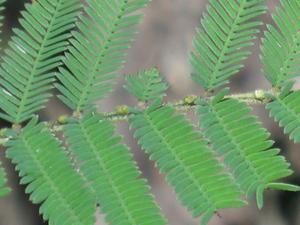 Acacia  parramattensis glands