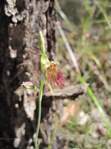 Calochilus paludosus 