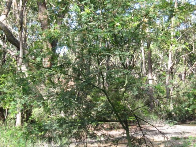 Acacia  parramattensis habit