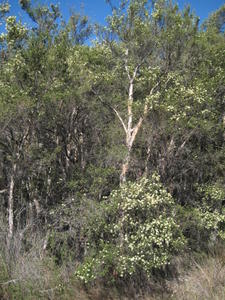 Melaleuca nodosa plant shape