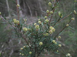 Melaleuca nodosa buds