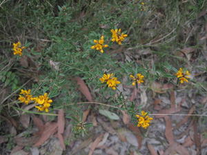 Pultenaea palacea plant shape