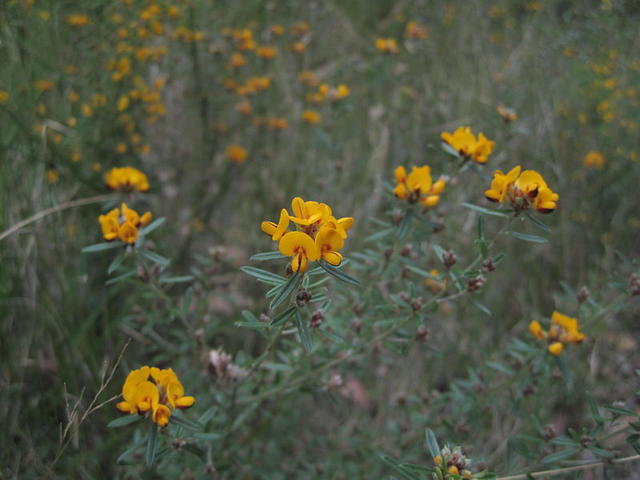 Pultenaea palacea branch