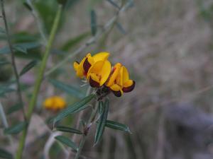 Pultenaea palacea flower head