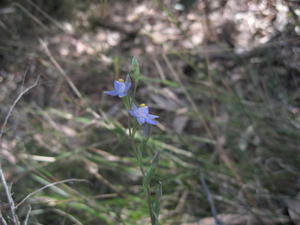 Thelmitra pauciflora