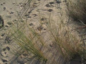 Austrofestuca littoralis expanding clump