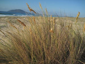 Austrofestuca littoralis plant shape