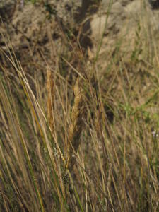 Austrofestuca littoralis panicle with flowers