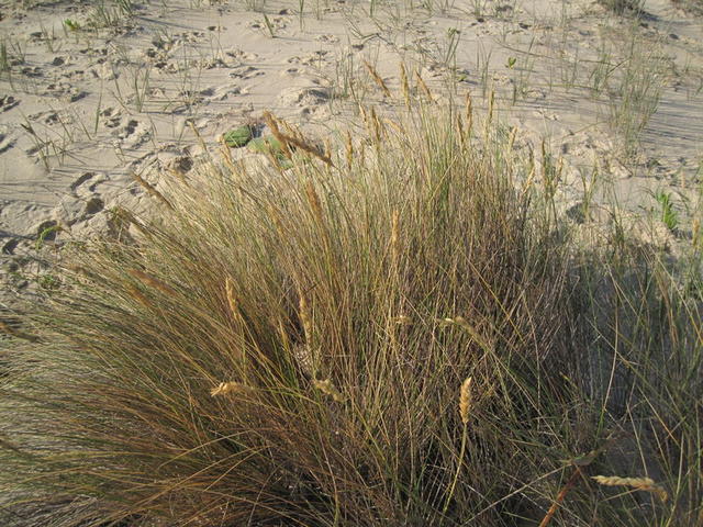 Austrofestuca littoralis plant shape