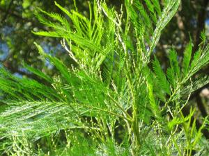 Acacia decurrens new growth and buds