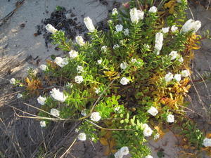 Stackhousia spathulata plant shape