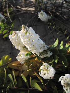 Stackhousia spathulata - Coast Stackhousia