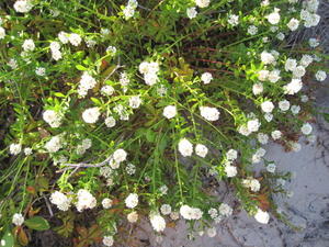 Stackhousia spathulata plant shape 