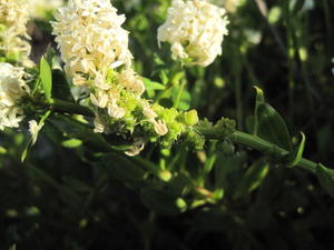 Stackhousia spathulata fruit