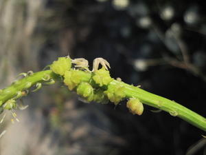 Stackhousia spathulata winged fruit