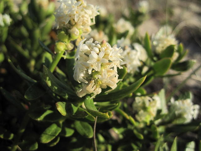 Stackhousia spathulata 