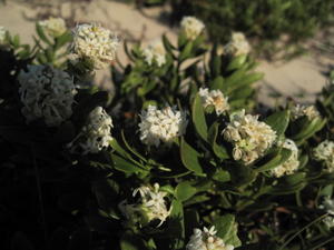 Stackhousia spathulata 