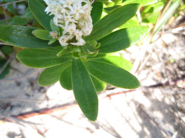 Stackhousia spathulata oval leaves