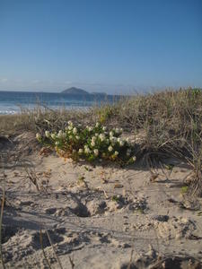 Stackhousia spathulata growing close to the sea