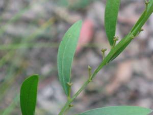 Acacia myritfolia buds