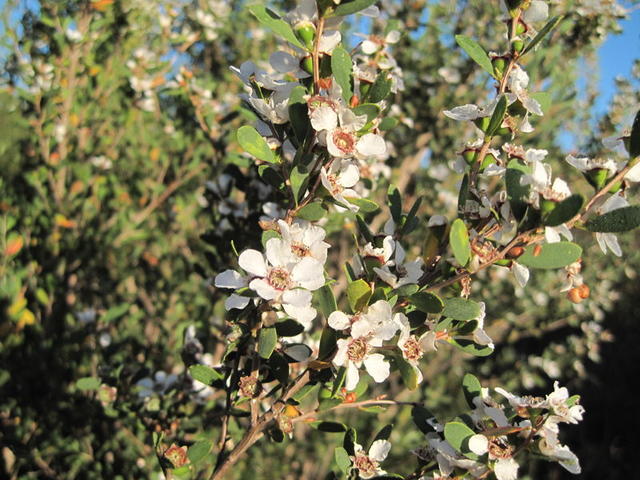 Leptospermum laevigatum branch