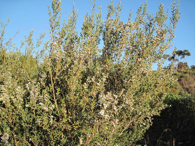 Leptospermum laevigatum plant shape