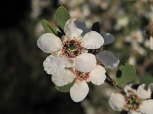 Leptospermum laevigatum flower