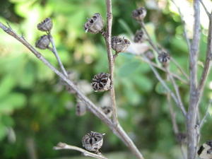 Leptospermum laevigatum old fruit