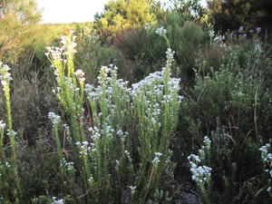 Conospermum ericifolium group of plants