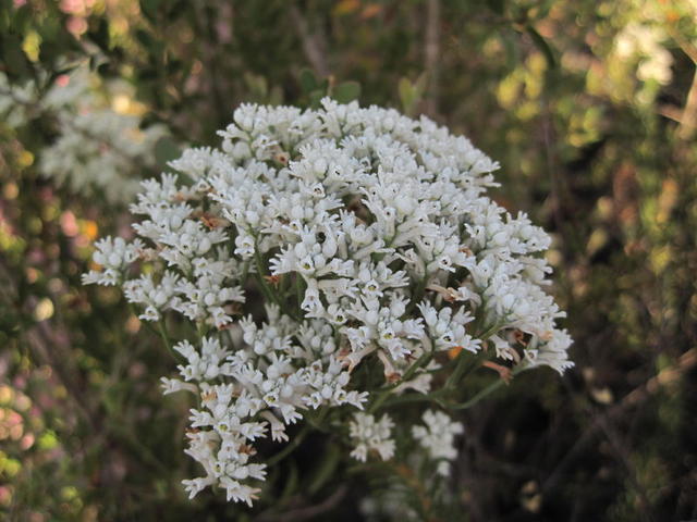 Conospermum ericifolium flower spike