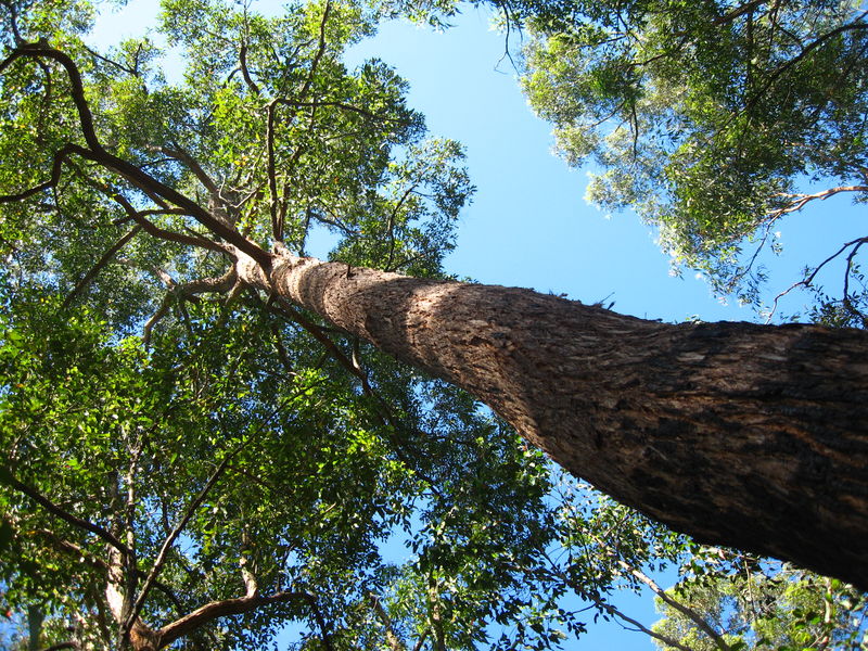 Eucalyptus  microcorys full bark