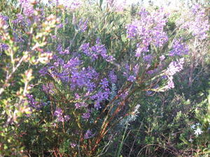 Comesperma ericinum flowers