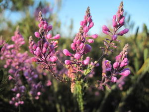 Comesperma ericinum flower spikes