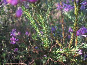 Comesperma ericinum stem and leaves