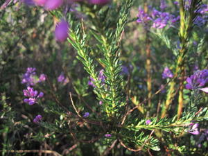 Comesperma ericinum stem and leaves