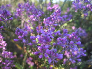 Comesperma ericinum buds