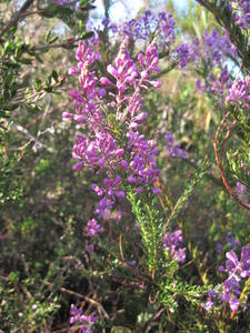 Comesperma ericinum flower spikes