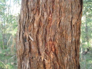 Eucalyptus microcorys - Tallowwood