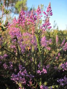 Comesperma ericinum flower spikes