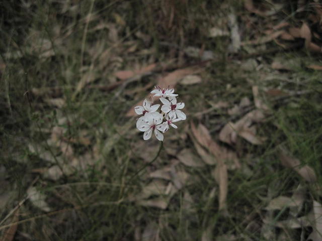 Burchardia umbellata 