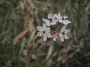 Burchardia umbellata - Milkmaids