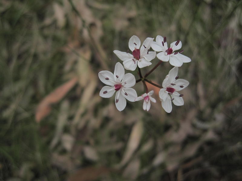 Burchardia umbellata