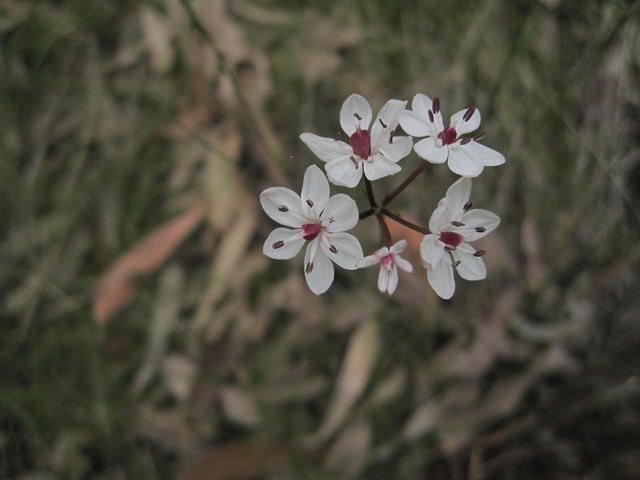 Burchardia umbellata