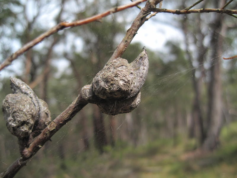 Hakea sericea woody fruit