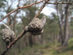 Hakea sericea woody fruit