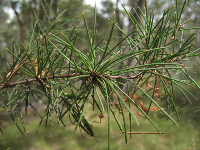 Hakea sericea leaves