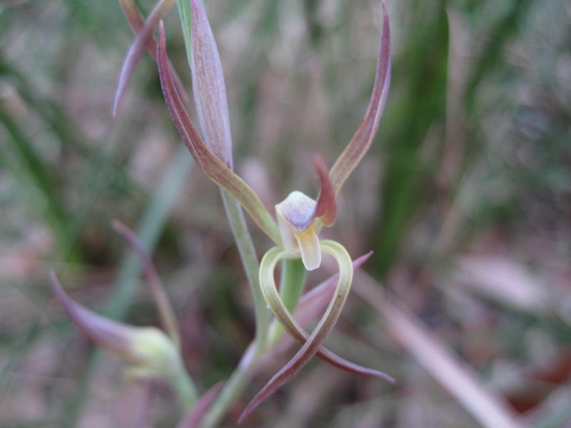 Lyperanthus suaveolens - see BROWN Flowers for more photos