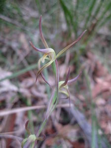 Lyperanthus suaveolens 