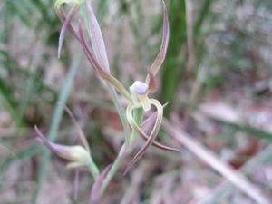 Lyperanthus suaveolens (6).JPG